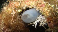 020 Ascidie rose (Ascidia mentula)